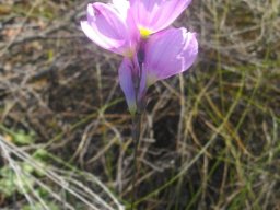 Ixia polystachya