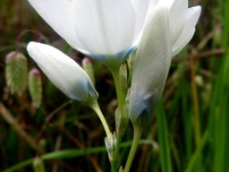 Ixia polystachya from the side