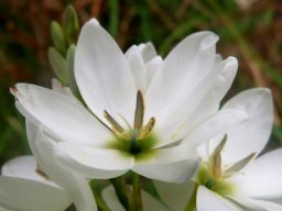 Ixia polystachya white with green centre