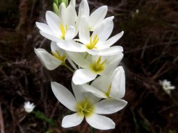 Ixia polystachya white with yellow centres