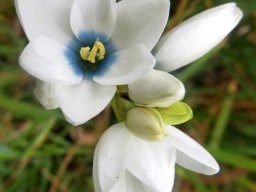 Ixia polystachya white with blue centre