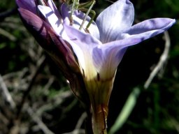 Ixia rapunculoides, six tepals and six legs