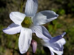 Ixia rapunculoides less of a ring in the cup