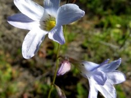 Ixia rapunculoides inflorescence, a spike