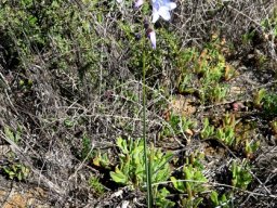 Ixia rapunculoides