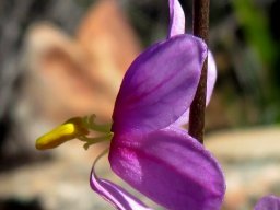 Ixia scillaris subsp. latifolia, the agretjie