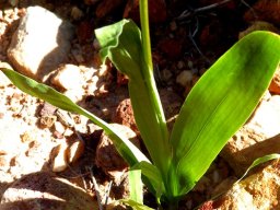 Ixia scillaris subsp. latifolia leaves