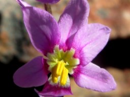 Ixia scillaris subsp. latifolia flower