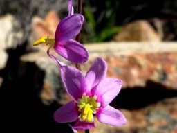 Ixia scillaris subsp. latifolia flower spike