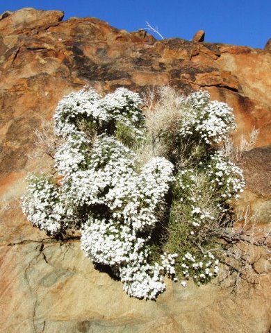 Jamesbrittenia ramosissima in Helskloof in the Richtersveld