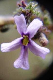 Jamesbrittenia pristisepala flower