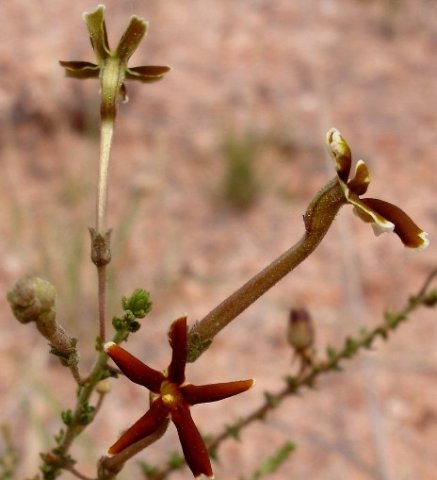 Jamesbrittenia atropurpurea subsp. pubescens