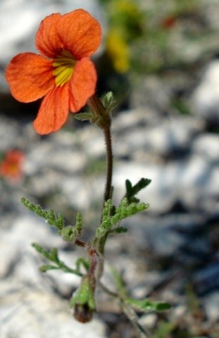 Jamesbrittenia aurantiaca