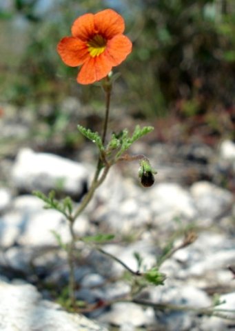 Jamesbrittenia aurantiaca flower