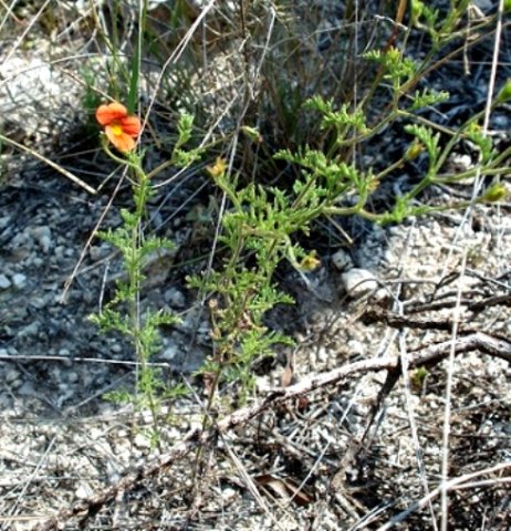 Jamesbrittenia aurantiaca, the plant