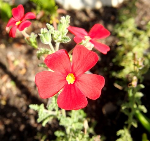 Jamesbrittenia bergae flowers