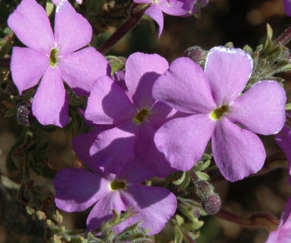 Jamesbrittenia grandiflora
