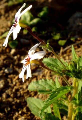 Jamesbrittenia racemosa kink in the corolla tube