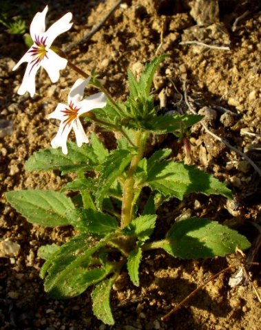 Jamesbrittenia racemosa