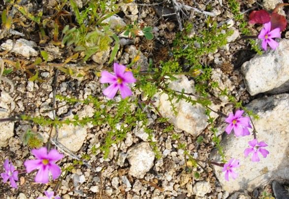 Jamesbrittenia stellata