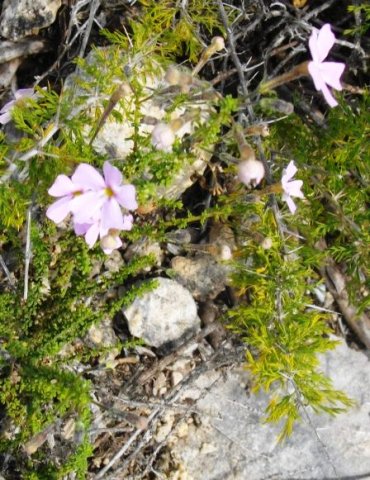 Jamesbrittenia stellata