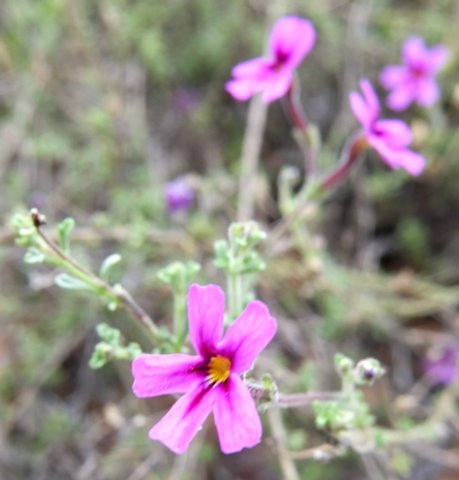 Jamesbrittenia tenuifolia flowers