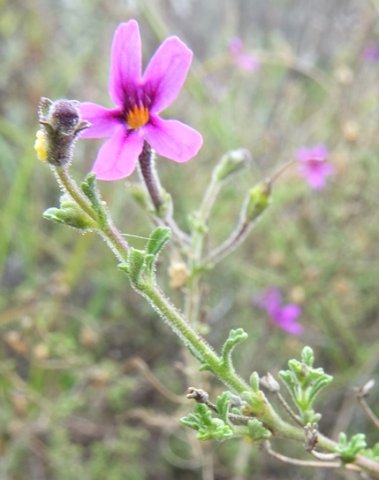 Jamesbrittenia tenuifolia leaves