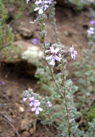 Jamesbrittenia pristisepala