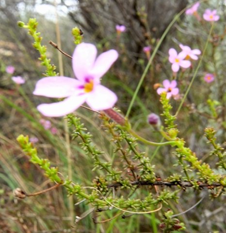 Jamesbrittenia tortuosa 