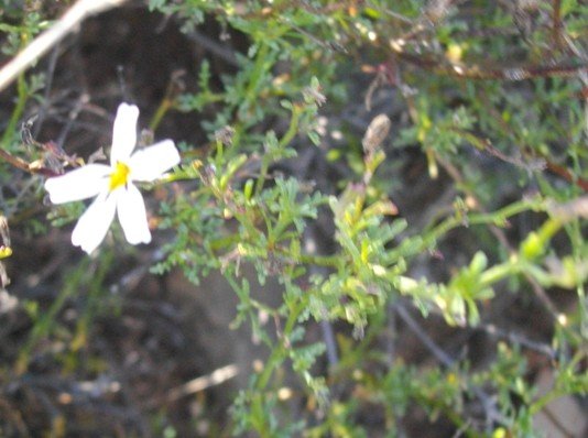 Jamesbrittenia tysonii