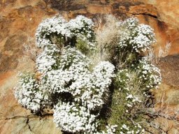 Jamesbrittenia ramosissima in Helskloof in the Richtersveld