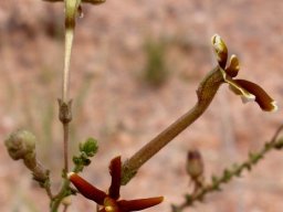 Jamesbrittenia atropurpurea subsp. pubescens