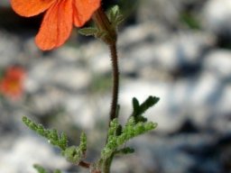 Jamesbrittenia aurantiaca flower and dissected leaves