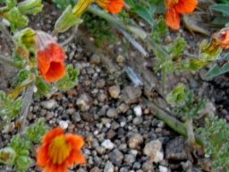 Jamesbrittenia aurantiaca calyx
