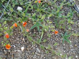 Jamesbrittenia aurantiaca creeping branches
