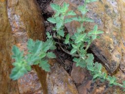 Jamesbrittenia bergae potted in rock