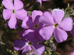 Jamesbrittenia grandiflora