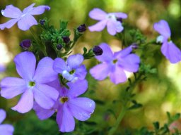 Jamesbrittenia grandiflora