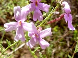 Jamesbrittenia lesutica