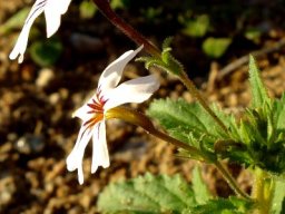Jamesbrittenia racemosa kink in the corolla tube