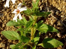 Jamesbrittenia racemosa