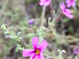 Jamesbrittenia tenuifolia flowers