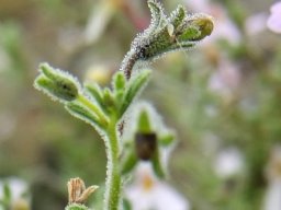 Jamesbrittenia tortuosa short, young buds