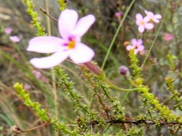 Jamesbrittenia tortuosa 
