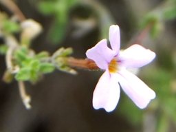Jamesbrittenia tortuosa flower