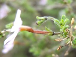 Jamesbrittenia tortuosa corolla tube