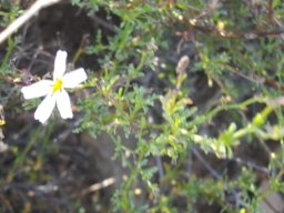 Jamesbrittenia tysonii