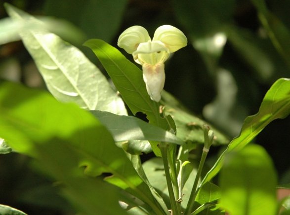 Justicia aconitiflora