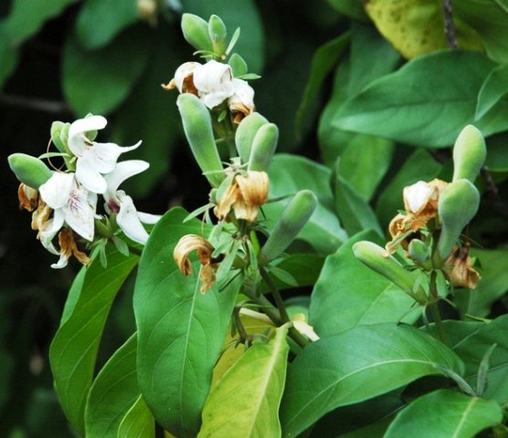 Justicia adhatodoides fruit