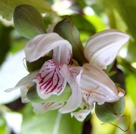 Justicia adhatodoides flower